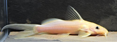 Synodontis camelopardalis = Leucistic specimen