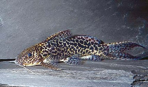 Synodontis caudalis 