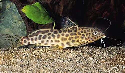 Synodontis caudalis