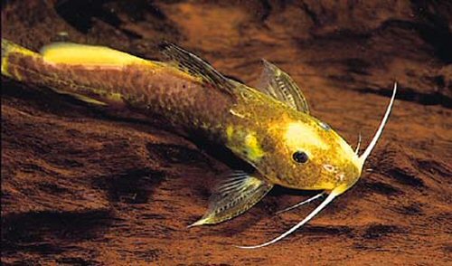 Synodontis caudalis = Gold Marble