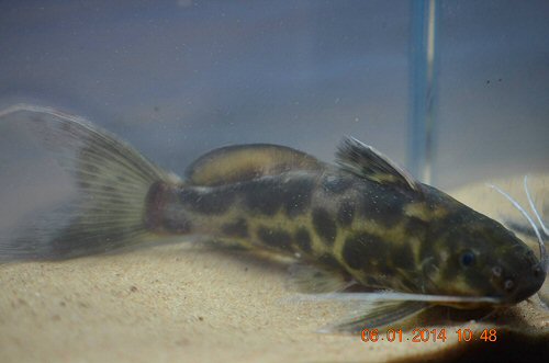 Synodontis caudalis 