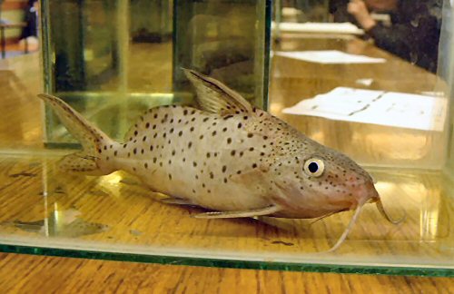 Synodontis cf. caudovittatus