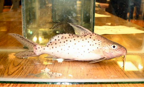 Synodontis cf. caudovittatus