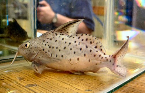 Synodontis cf. caudovittatus