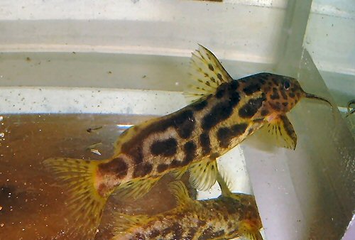 Synodontis centralis 