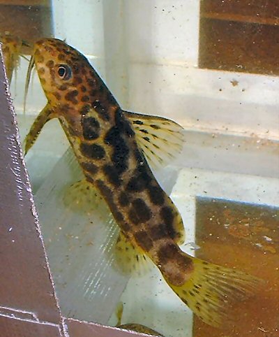 Synodontis centralis 