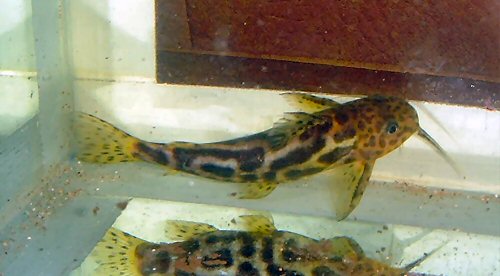 Synodontis centralis