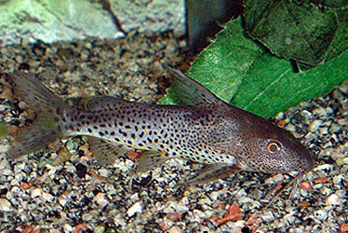 Synodontis cf. punctulatus