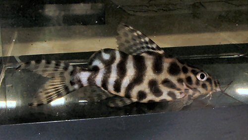 Synodontis sp. (SC006)= juvenile