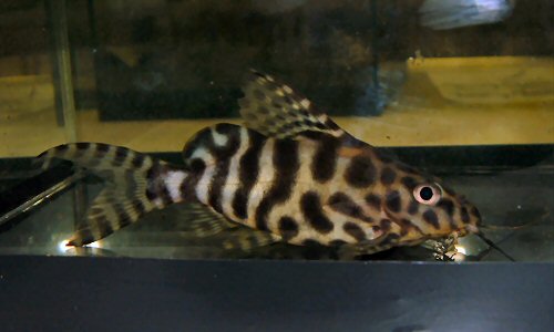 Synodontis sp. (SC006) = juvenile