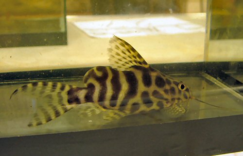 Synodontis sp. (SC006) = juvenile