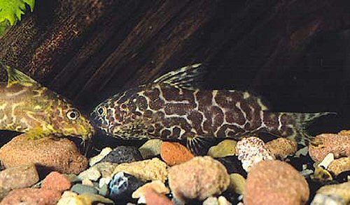 Synodontis comoensis  = Juvenile 