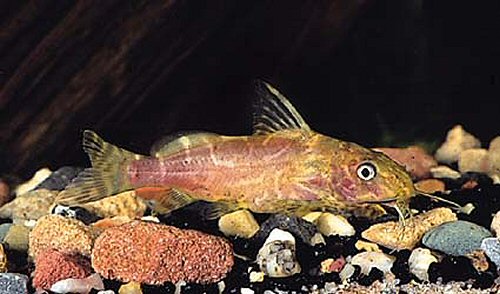 Synodontis comoensis = Juvenile  