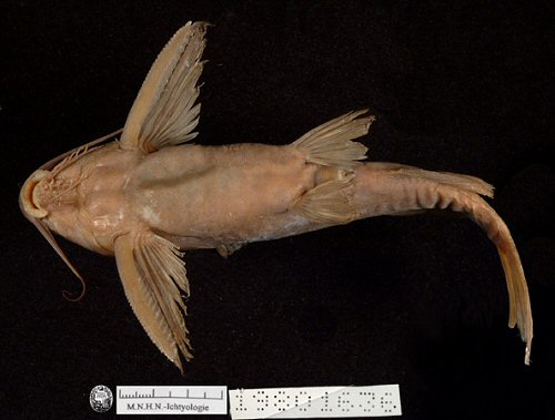 Synodontis comoensis = Holotype no. MNHN 1980-1636