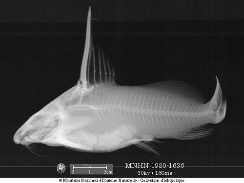 Synodontis comoensis = Holotype no. MNHN 1980-1636