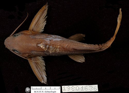 Synodontis comoensis = Holotype no. MNHN 1980-1636