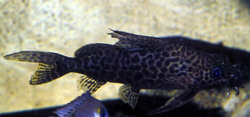 Synodontis comoensis 