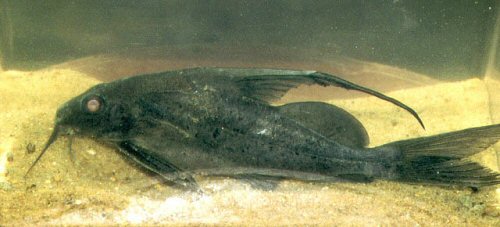 Synodontis comoensis 