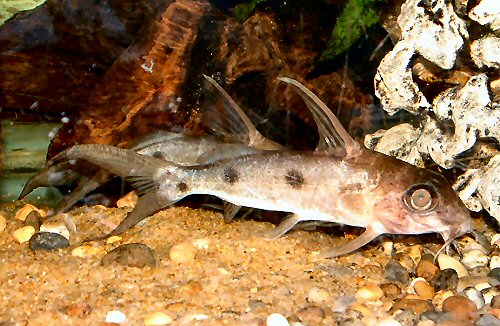 Synodontis congicus