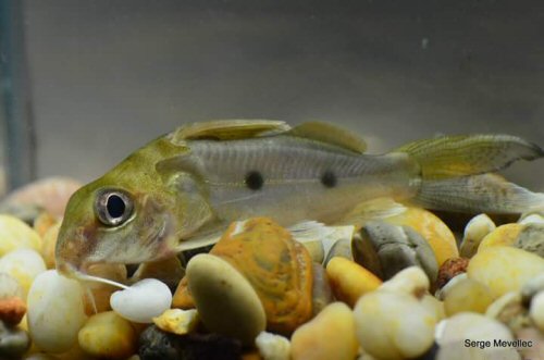 Synodontis congicus 