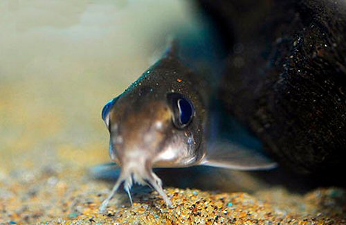 Synodontis congicus = head view