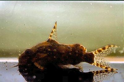 Synodontis contractus