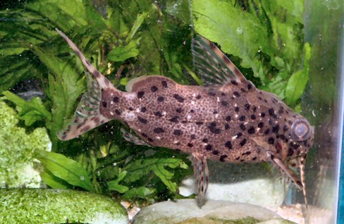 Synodontis contractus