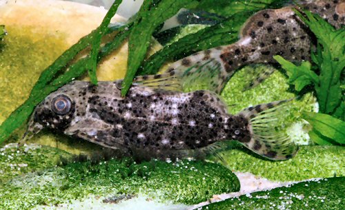 Synodontis contractus