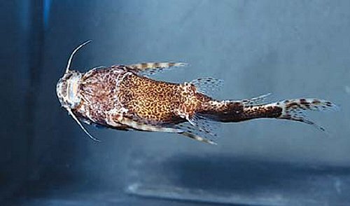 Synodontis contracta = ventral view