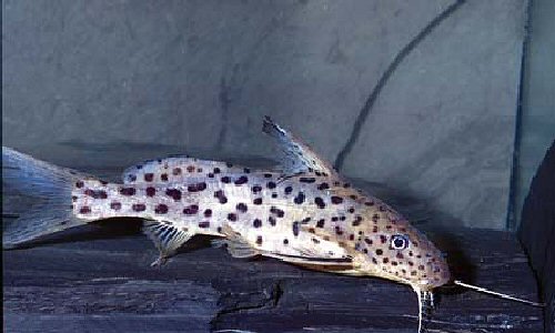 Synodontis courteti