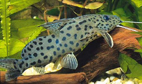 Synodontis courteti