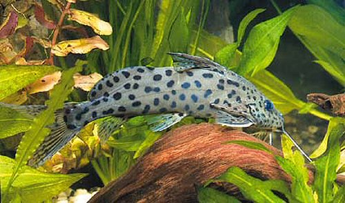 Synodontis courteti 