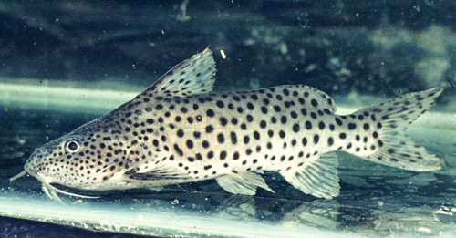 Synodontis courteti 