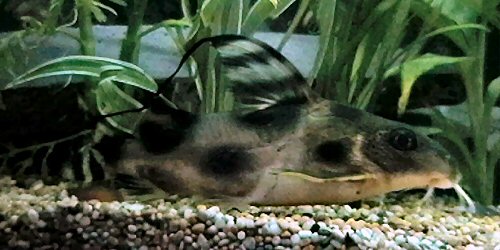 Synodontis decorus