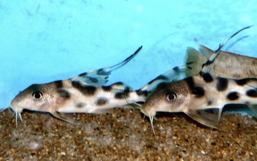 Synodontis decorus