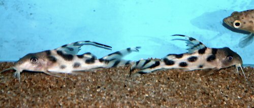 Synodontis decorus 