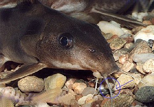 The picture above shows the ramifications (filaments) on the maxillary as well as the mandibular barbels which is unusual in the Synodontis genus.