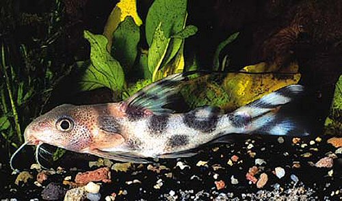 Synodontis decorus