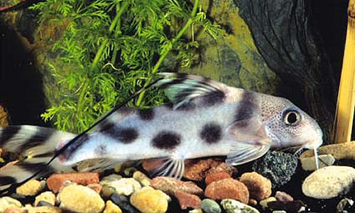 Synodontis decorus