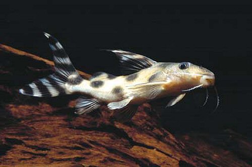 Synodontis decorus