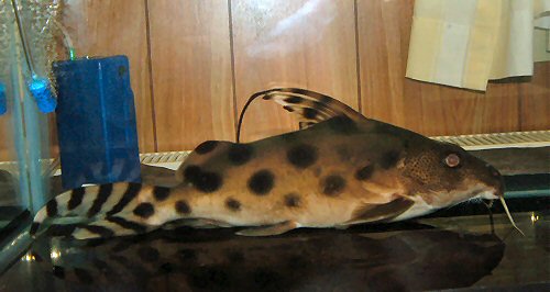 Synodontis decora