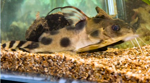 Synodontis decora