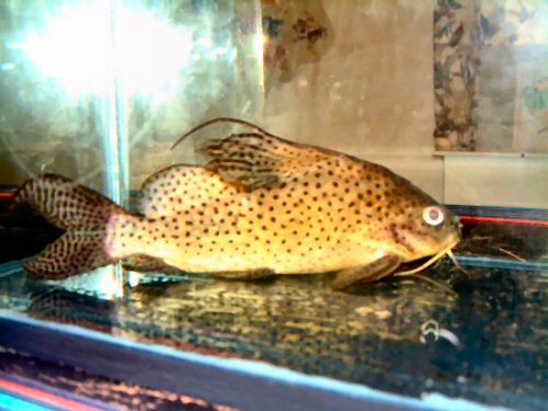 Synodontis eupterus