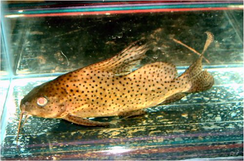 Synodontis eupterus 