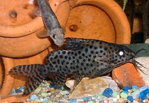 Synodontis eupterus