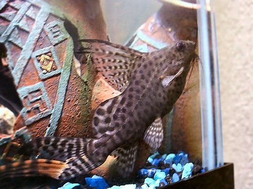 Synodontis eupteraus