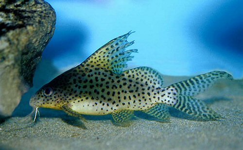 Synodontis eupterus 