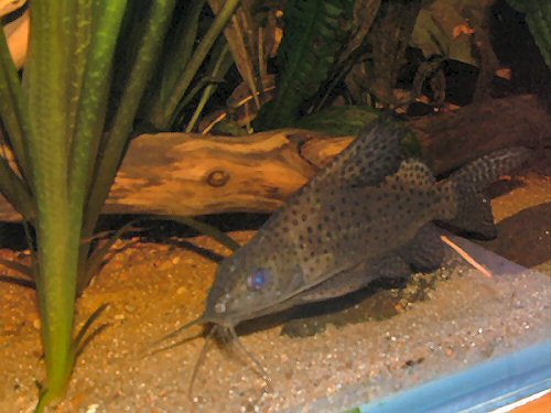 Synodontis eupterus