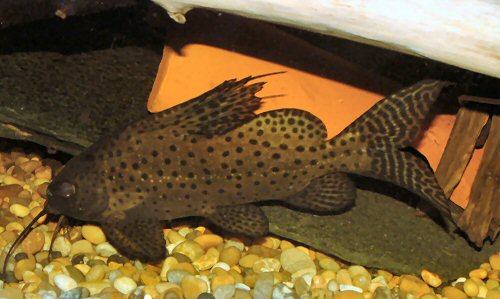 Synodontis eupterus