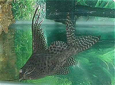 Synodontis eupterus